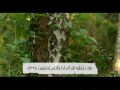 الحلف بغير الله سماحة الشيخ عبدالعزيز بن باز رحمه الله درر بازية
